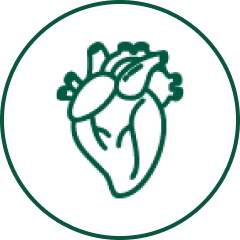 Siliqa